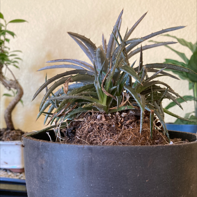 Grape Jelly Dyckia plant photo by @ruthintruth named Jellada on Greg, the plant care app.