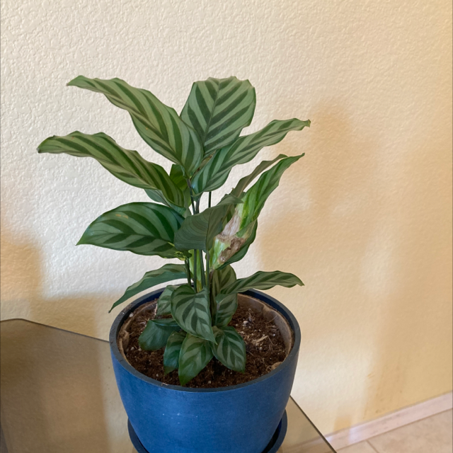 Calathea 'Freddie' plant photo by @ruthintruth named Freddie on Greg, the plant care app.