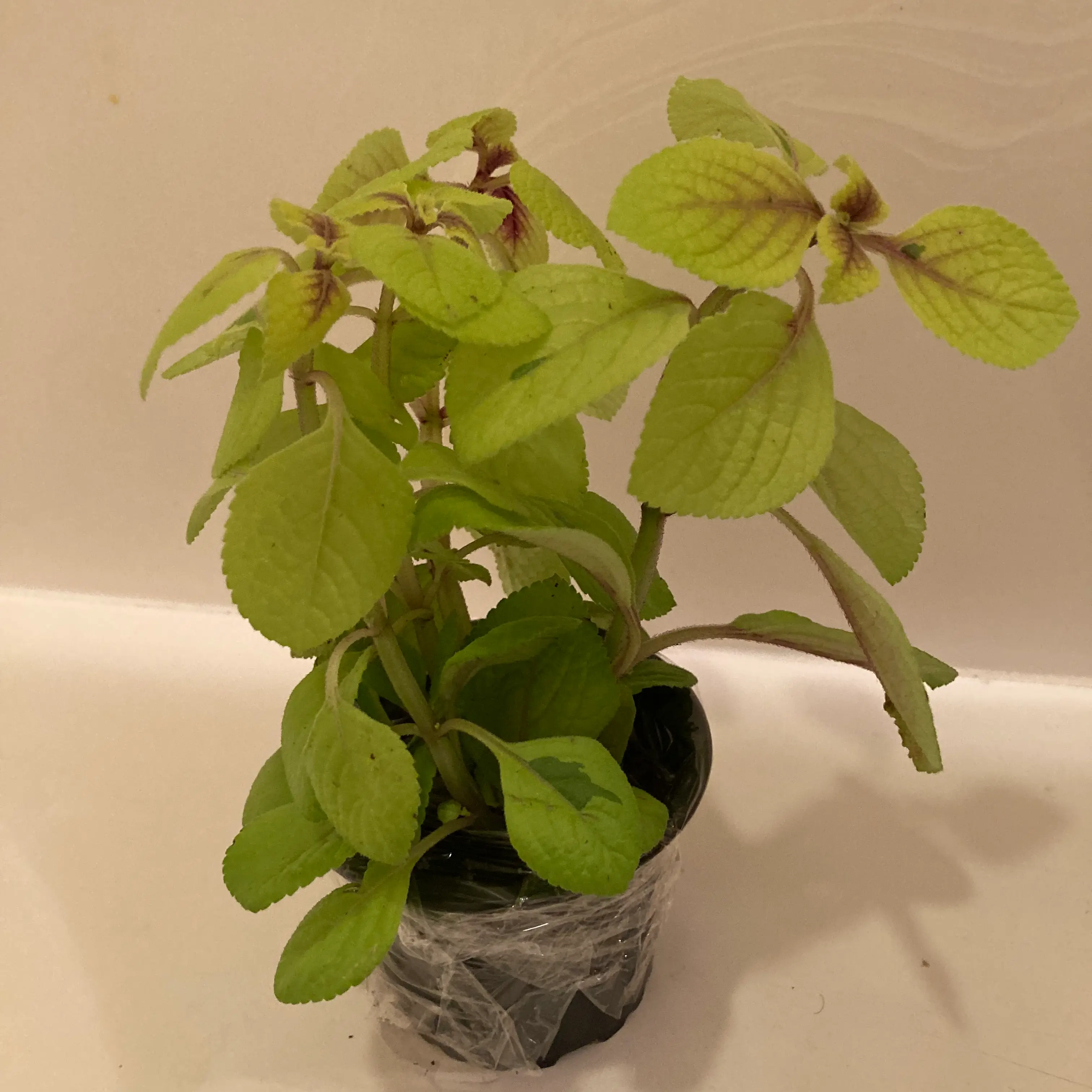 Speckled Spur Flower plant in a small pot with vibrant green leaves.