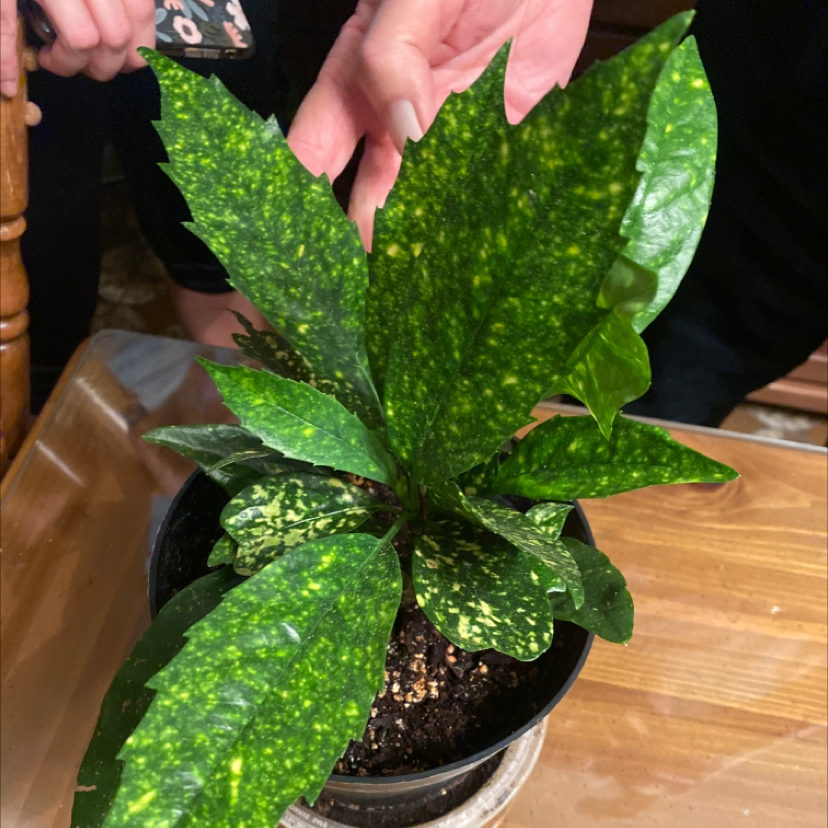 Healthy Japanese Laurel plant with speckled green leaves held by hands, soil visible in pot, well-framed image with slight blur on some leaves.