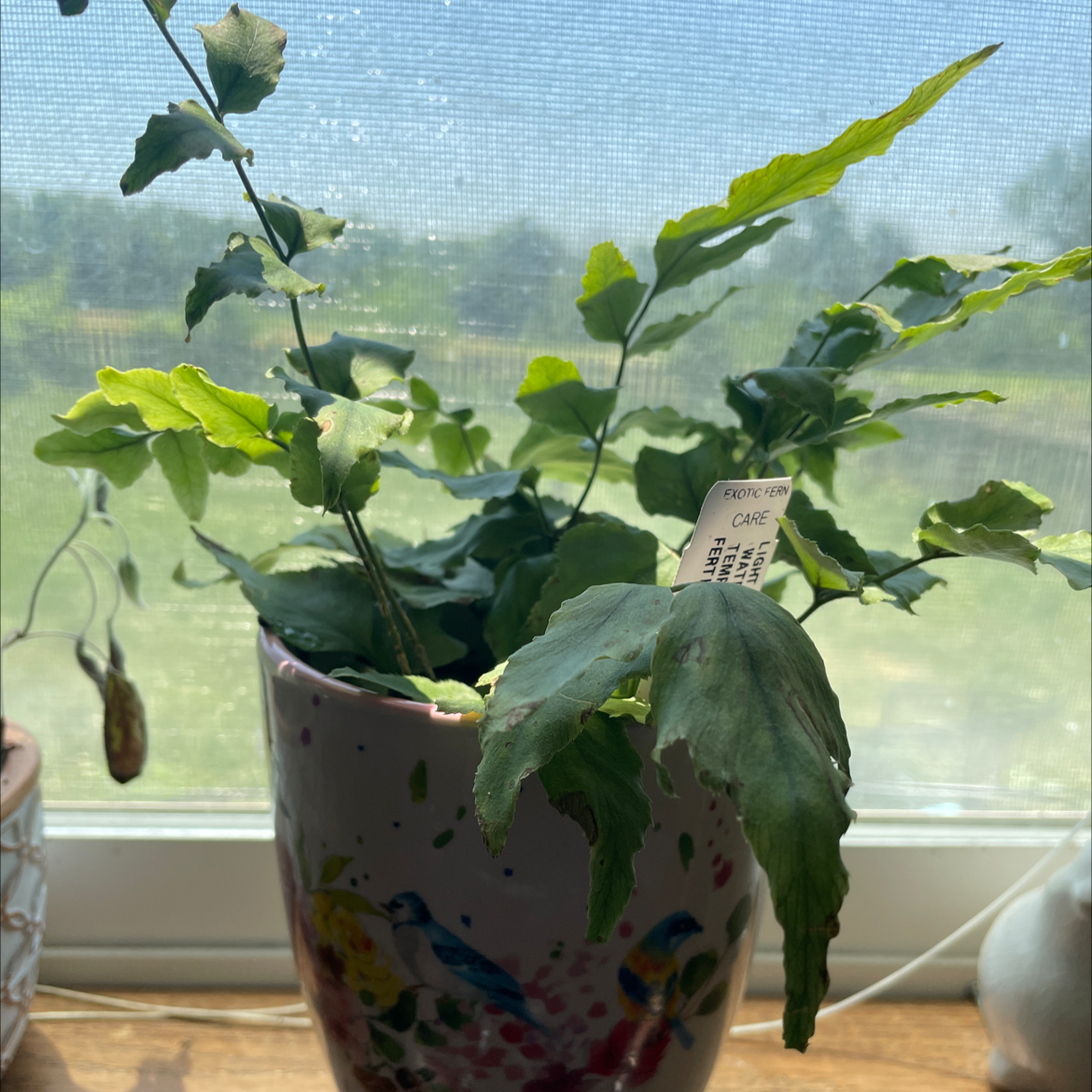 House Holly-Fern in a decorative pot on a windowsill with some leaf browning.