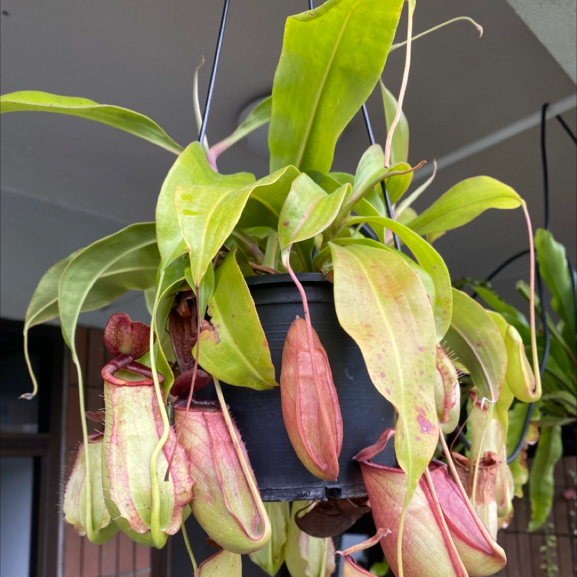 Photo of the plant species Pineapple lily by Joris named Fleshi on Greg, the plant care app