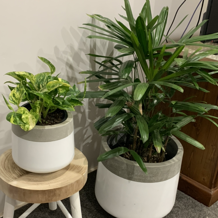 Rhapsis Palm plant photo by Karen named Lady Madonna Palm on Greg, the plant care app.