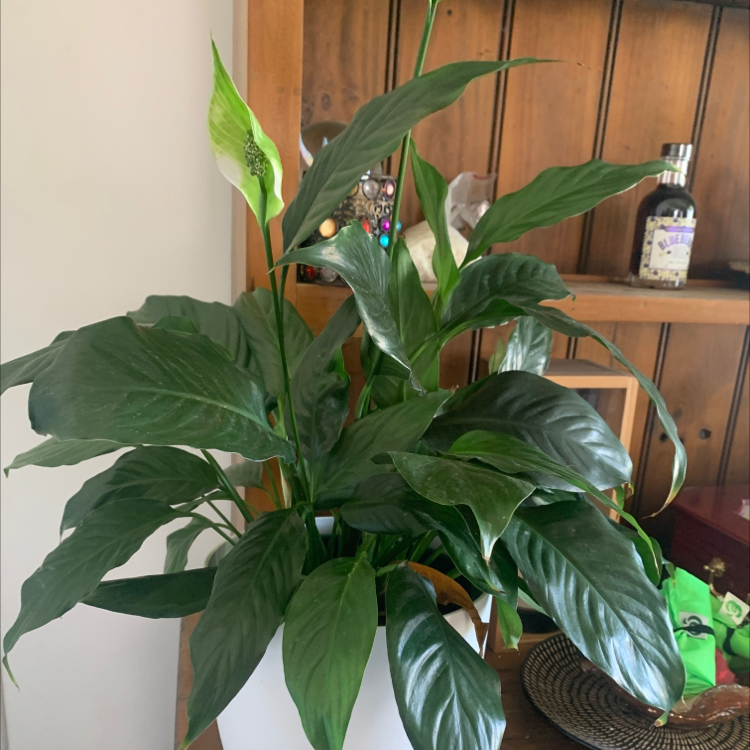 Peace Lily plant photo by Karen named Lilly the Peace Lilly on Greg, the plant care app.