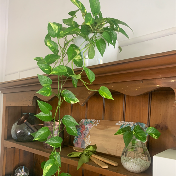 Taro Vine plant photo by Karen named Pathos Devil’s Ivy on Greg, the plant care app.