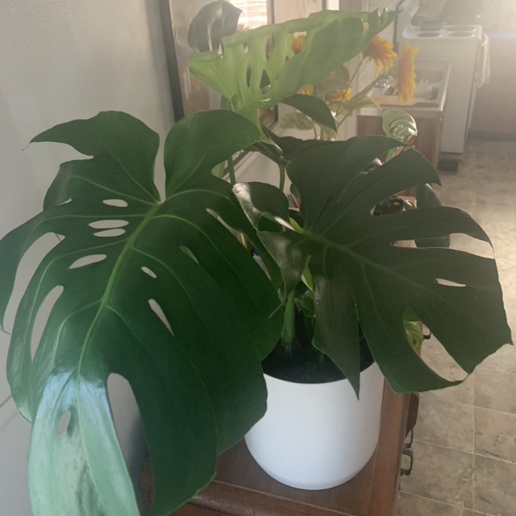 Monstera plant photo by Karen named Monsterio on Greg, the plant care app.