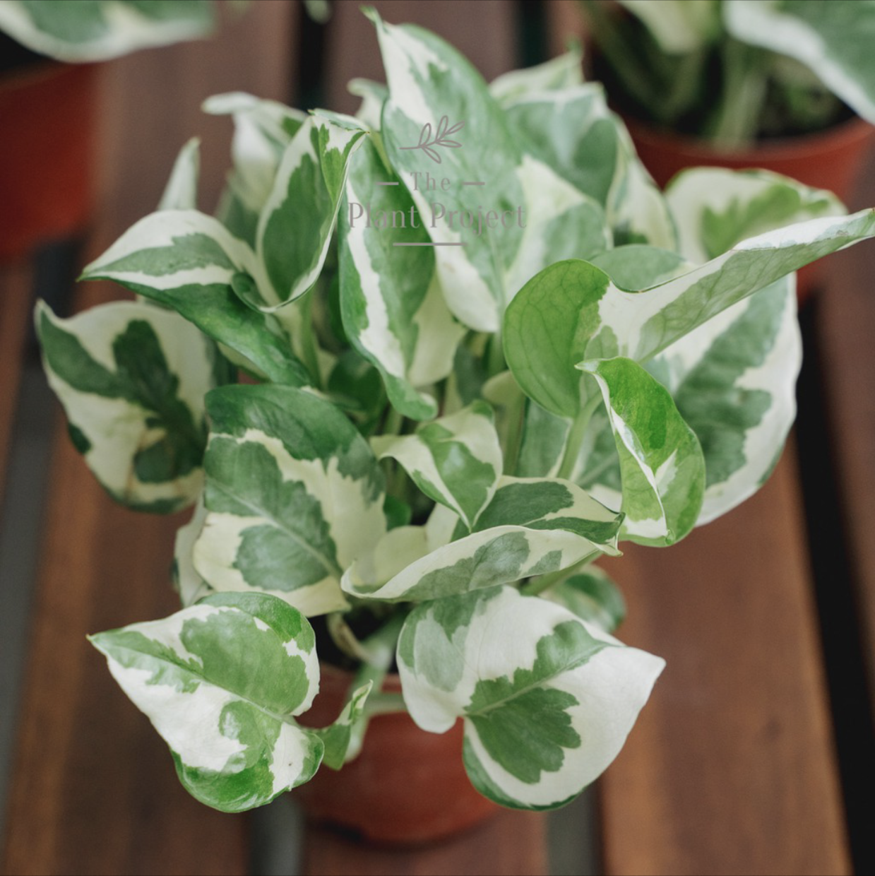 Photo of the plant species Pothos N' Joy by @aizatm named Money Plant on Greg, the plant care app