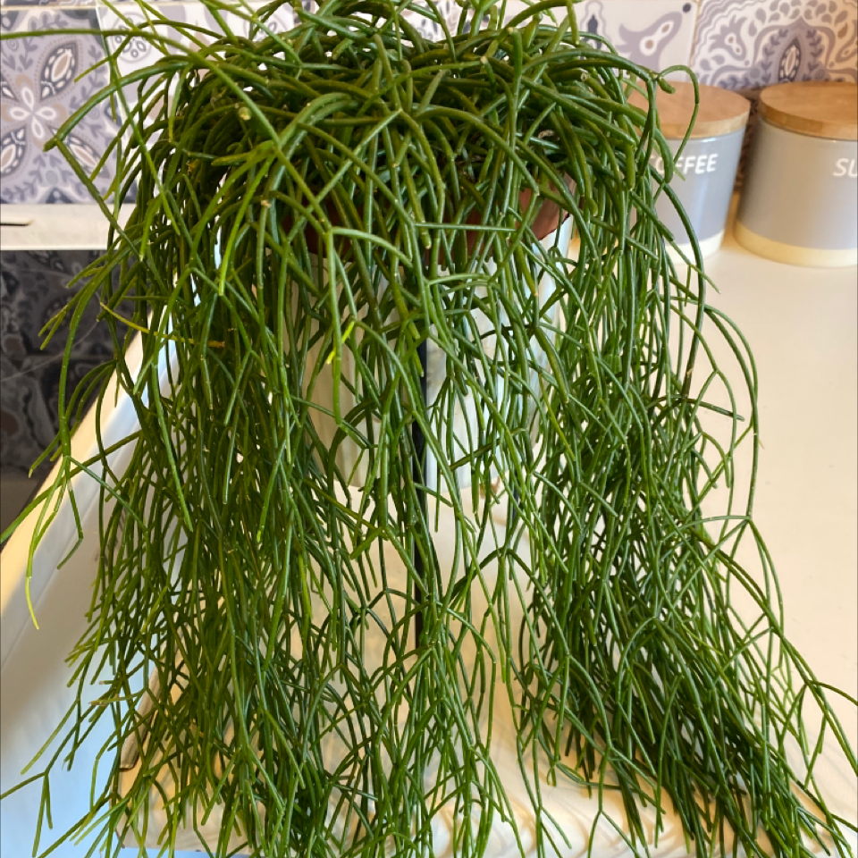 Photo of the plant species Mistletoe Cactus by @Ecoforestldn named Orlando Bloom on Greg, the plant care app