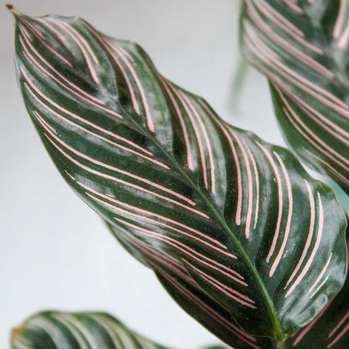 Photo of the plant species Pinstripe Calathea by @justdontwantmyplantstodie named Gloria on Greg, the plant care app