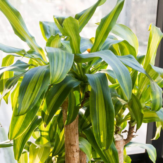 Photo of the plant species Cornstalk Dracaena by @justdontwantmyplantstodie named Max on Greg, the plant care app