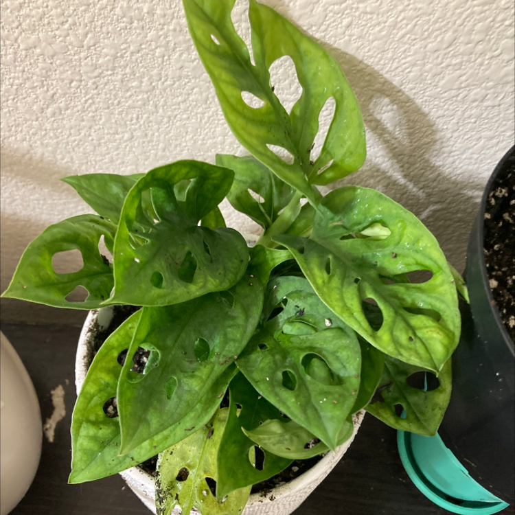 Photo of the plant species Monstera adansonii 'Laniata' by @Sansmilian named Ades on Greg, the plant care app
