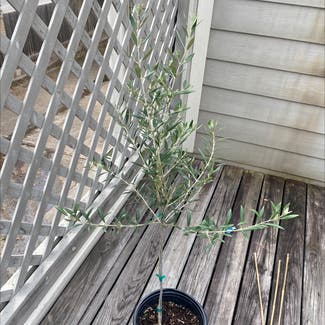 Olive Tree plant in Houston, Texas