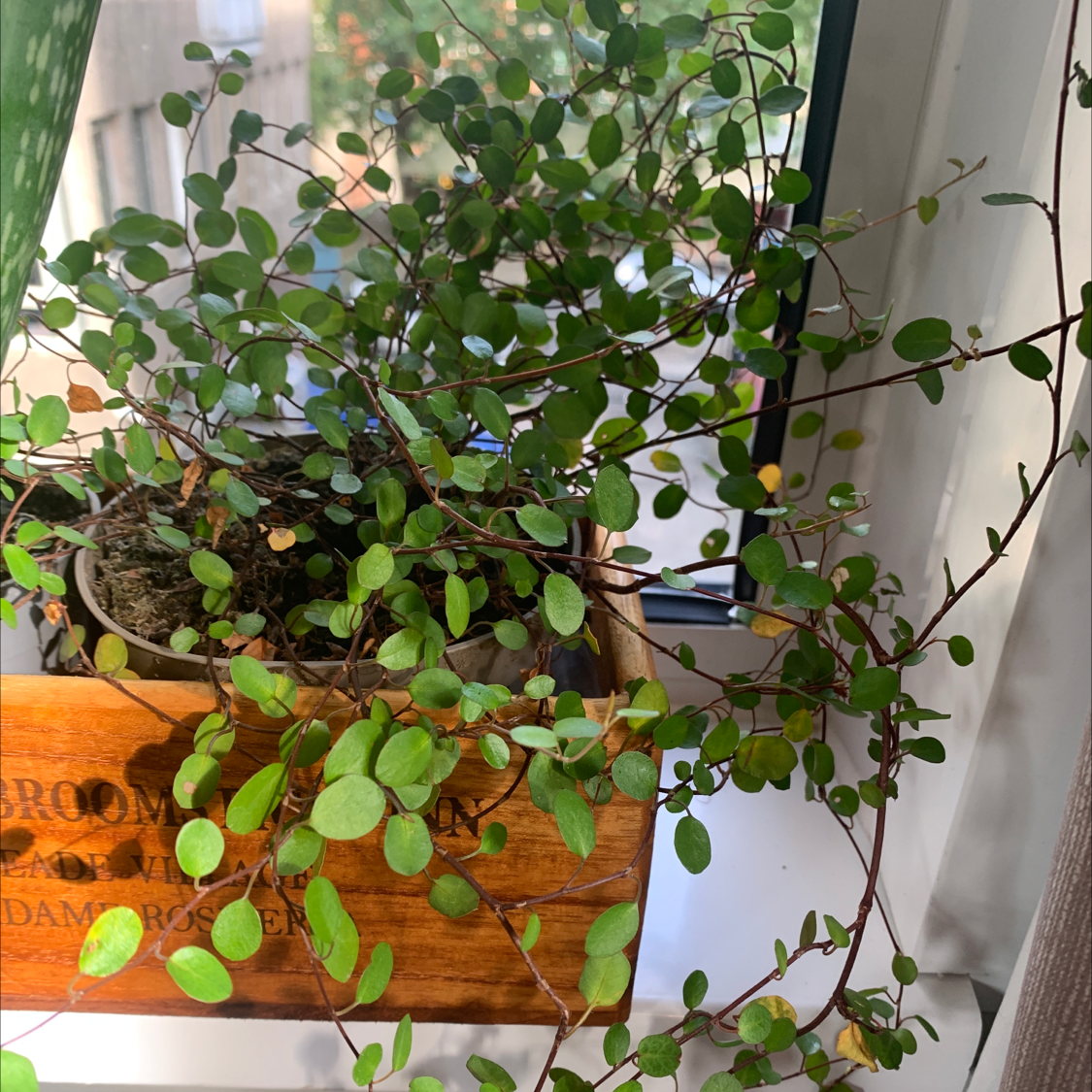 Sprawling Wirevine plant in a wooden container on a windowsill with green leaves and thin stems.