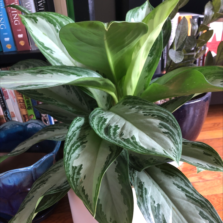 Aglaonema 'Silver Bay' plant with vibrant green and silver variegated leaves.
