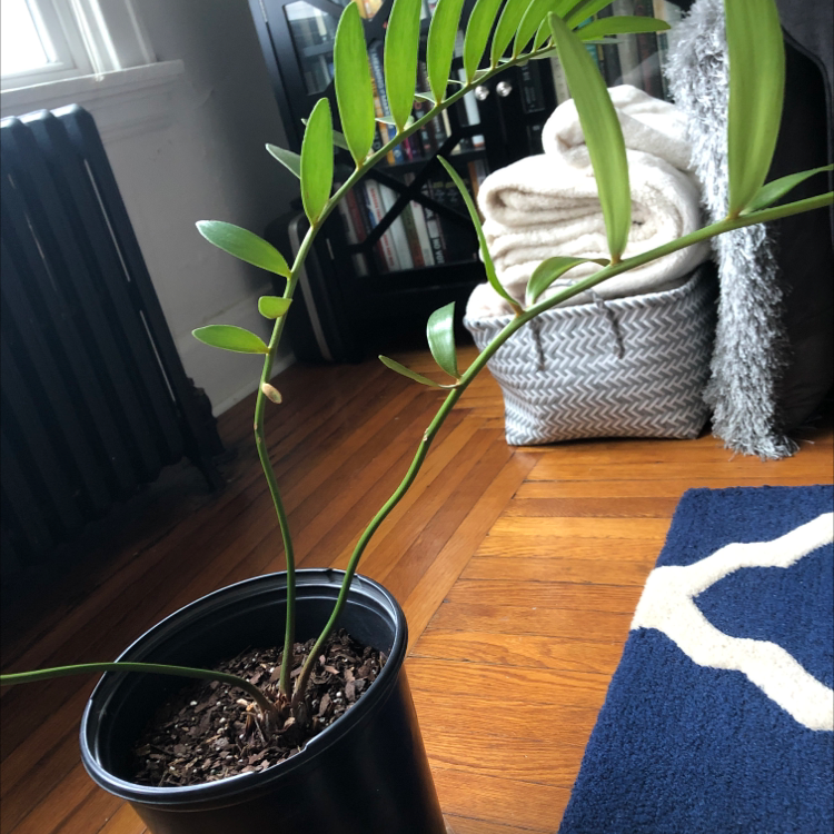 Indoor potted Cardboard Palm plant with green leaves and visible soil.