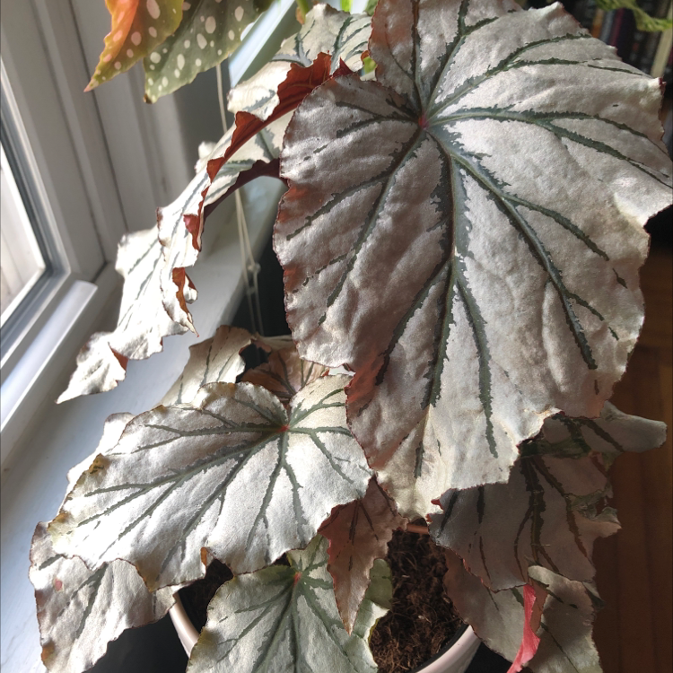 Painted-leaf Begonia with large, silver leaves and dark green veins, slight browning at edges.