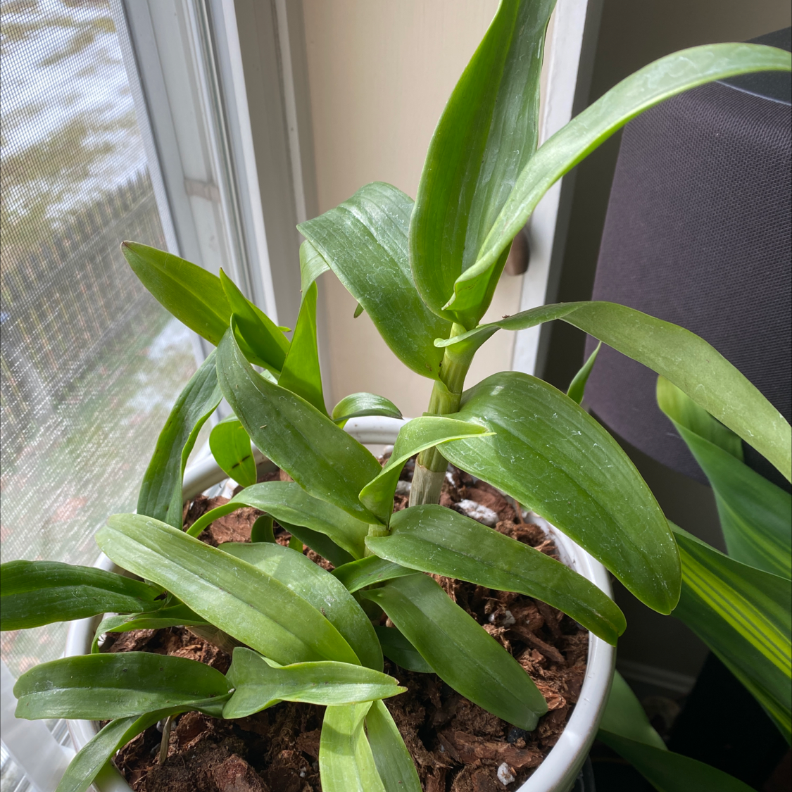 Potted Noble Dendrobium plant with healthy green leaves near a window.