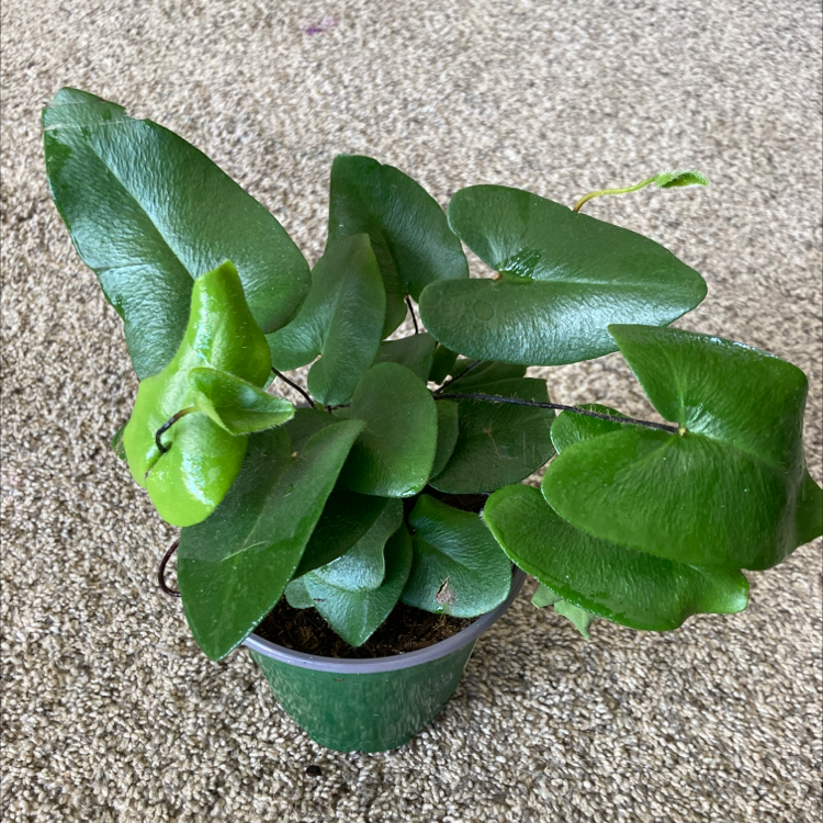 Healthy Golden Leather Fern in a pot with vibrant green leaves.