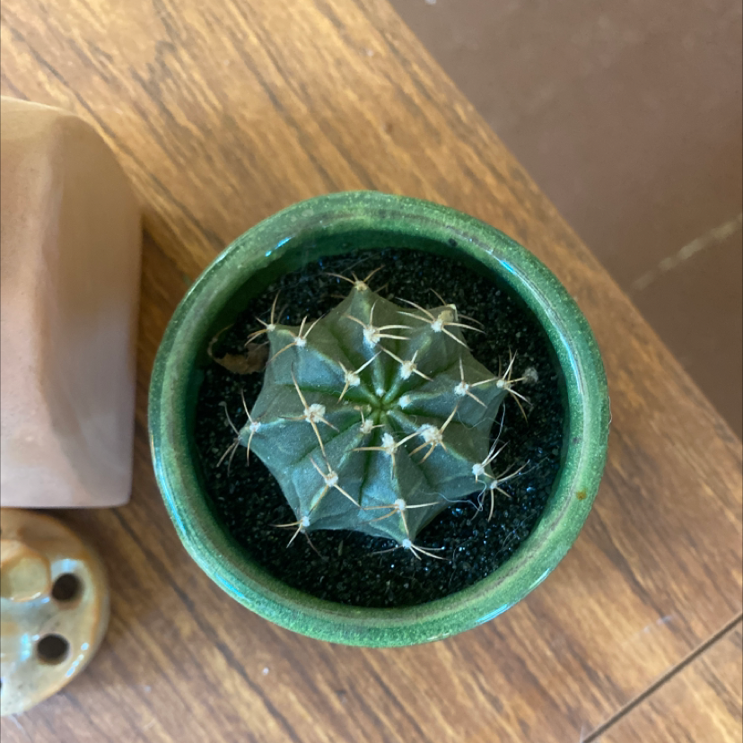 Photo of the plant species Ferocactus macrodiscus by Silvia named Bowser on Greg, the plant care app