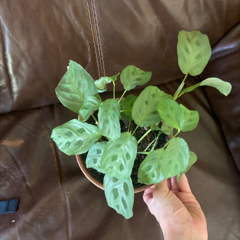 Green Prayer Plant plant photo by Silvia named Reachy on Greg, the plant care app.