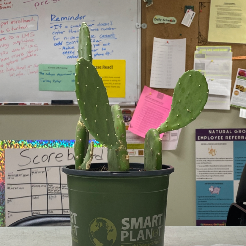 Barbary Fig plant in a pot on a table with a bulletin board in the background.