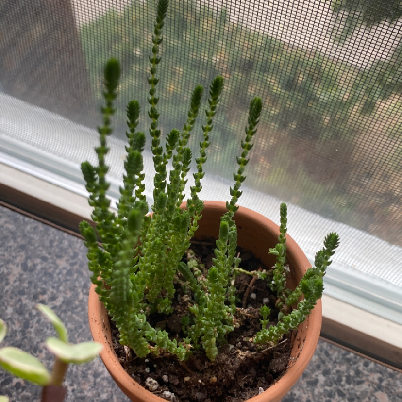 Potted Rattail Crassula plant on a windowsill, healthy with visible soil.