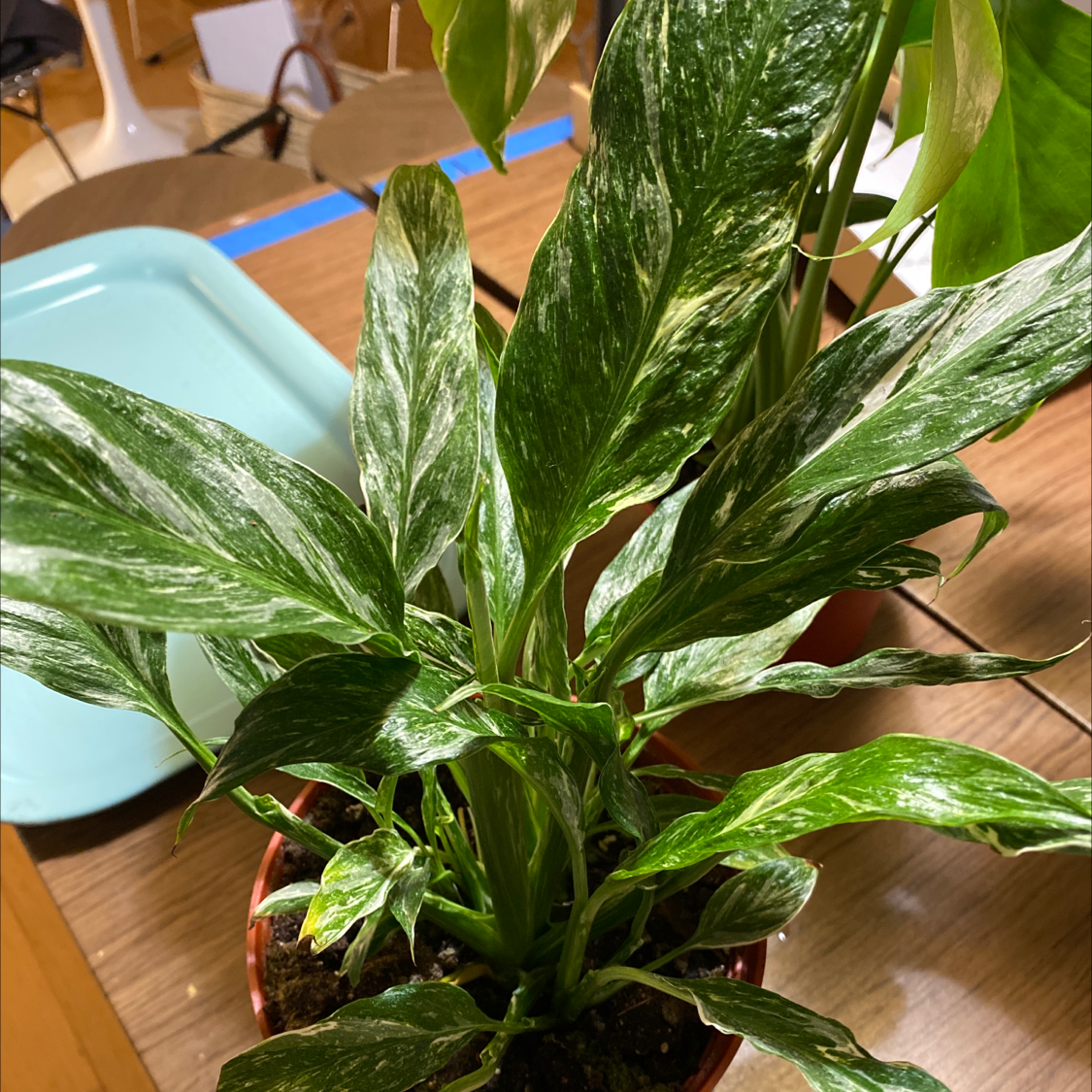 Photo of the plant species Domino Peace Lily by @adora named Domino peace lily on Greg, the plant care app