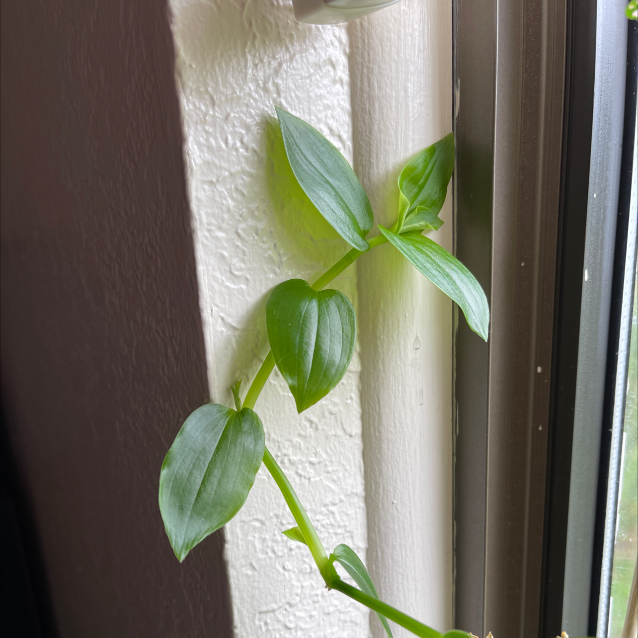 Asiatic Dayflower plant climbing near a window with healthy green leaves.