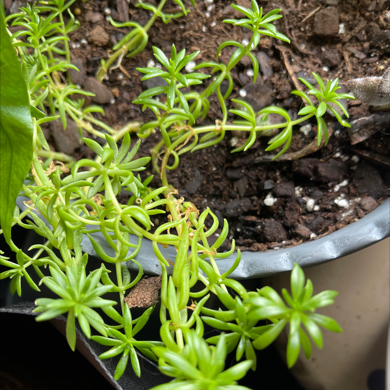 Healthy Annual Stonecrop plant in a pot with visible soil.