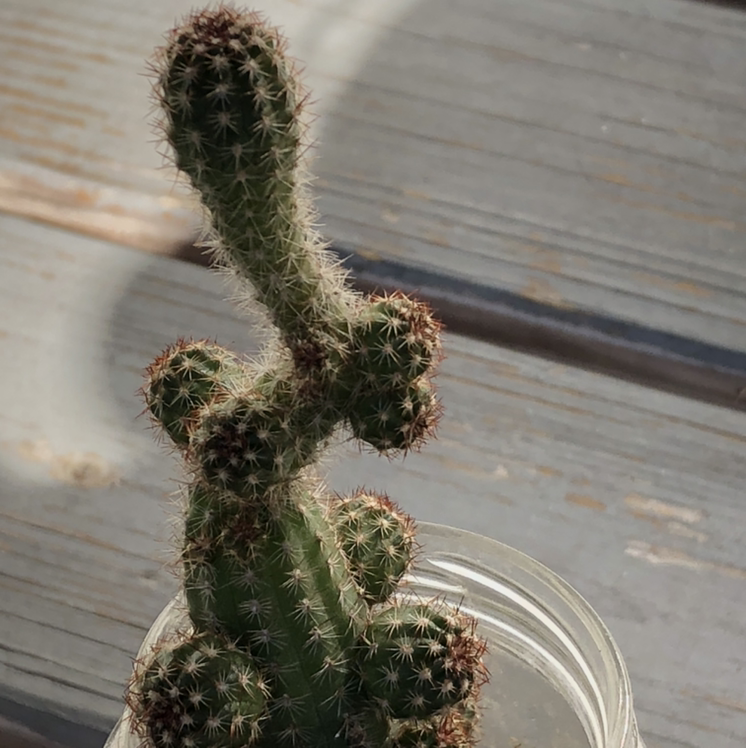 Photo of the plant species Rat Tail Cactus by @Shannon4136 named Spike Lee on Greg, the plant care app