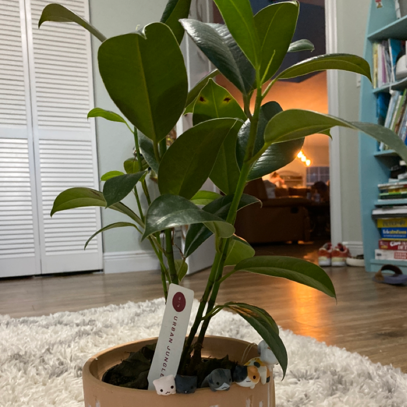 Burgundy Rubber Tree in a pot with vibrant green leaves and visible soil.