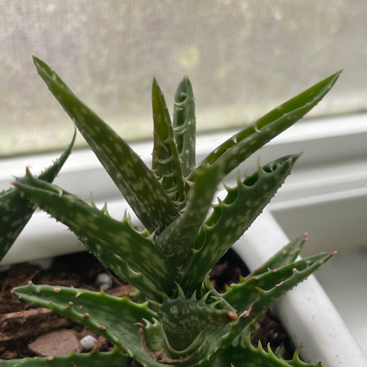 Why Are My Haworthia venosa Leaves Falling Over?