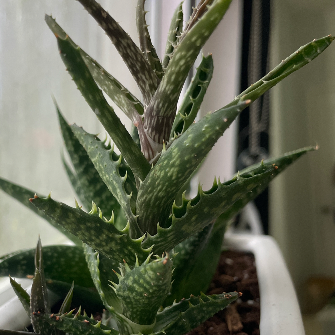Photo of the plant species Haworthia rubrobrunnea by @heylen named Jasper on Greg, the plant care app