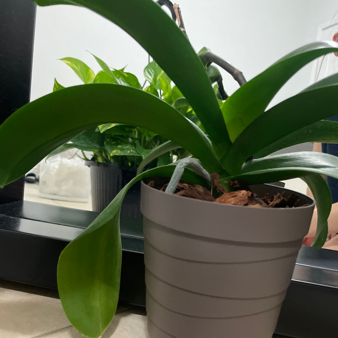 Phalaenopsis Orchid plant photo by @heylen named Plato on Greg, the plant care app.
