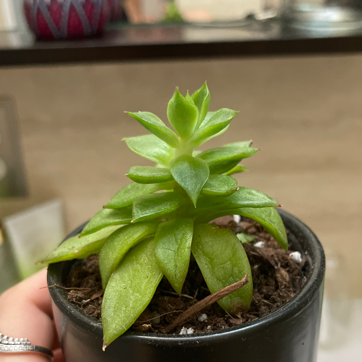 Blue Echeveria plant photo by @heylen named Carol on Greg, the plant care app.
