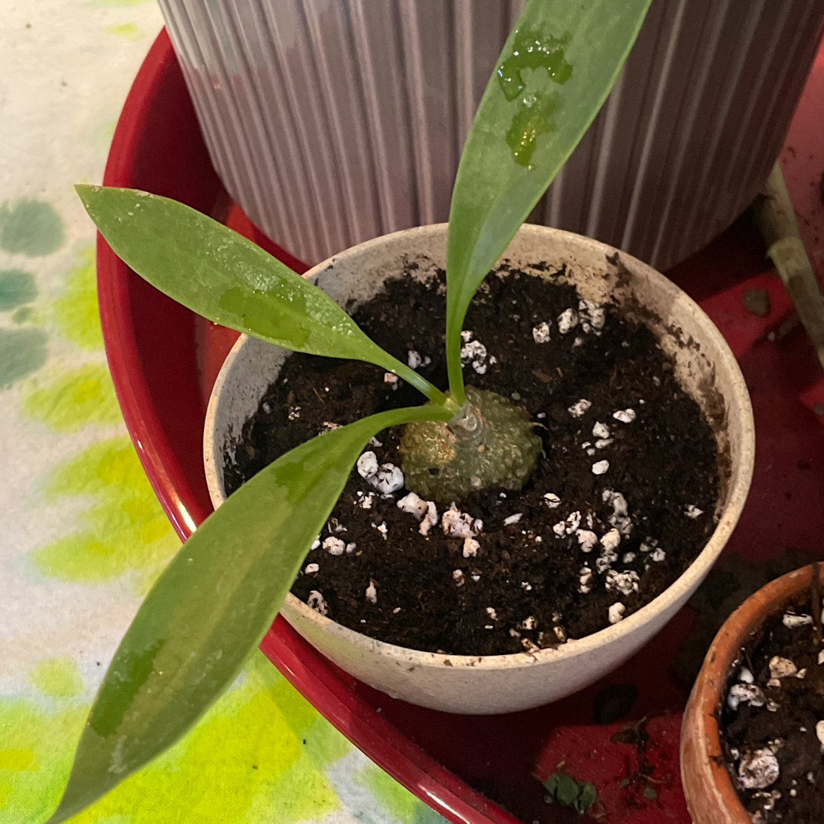 Photo of the plant species Ant Plant by @sandstep named Hypno on Greg, the plant care app