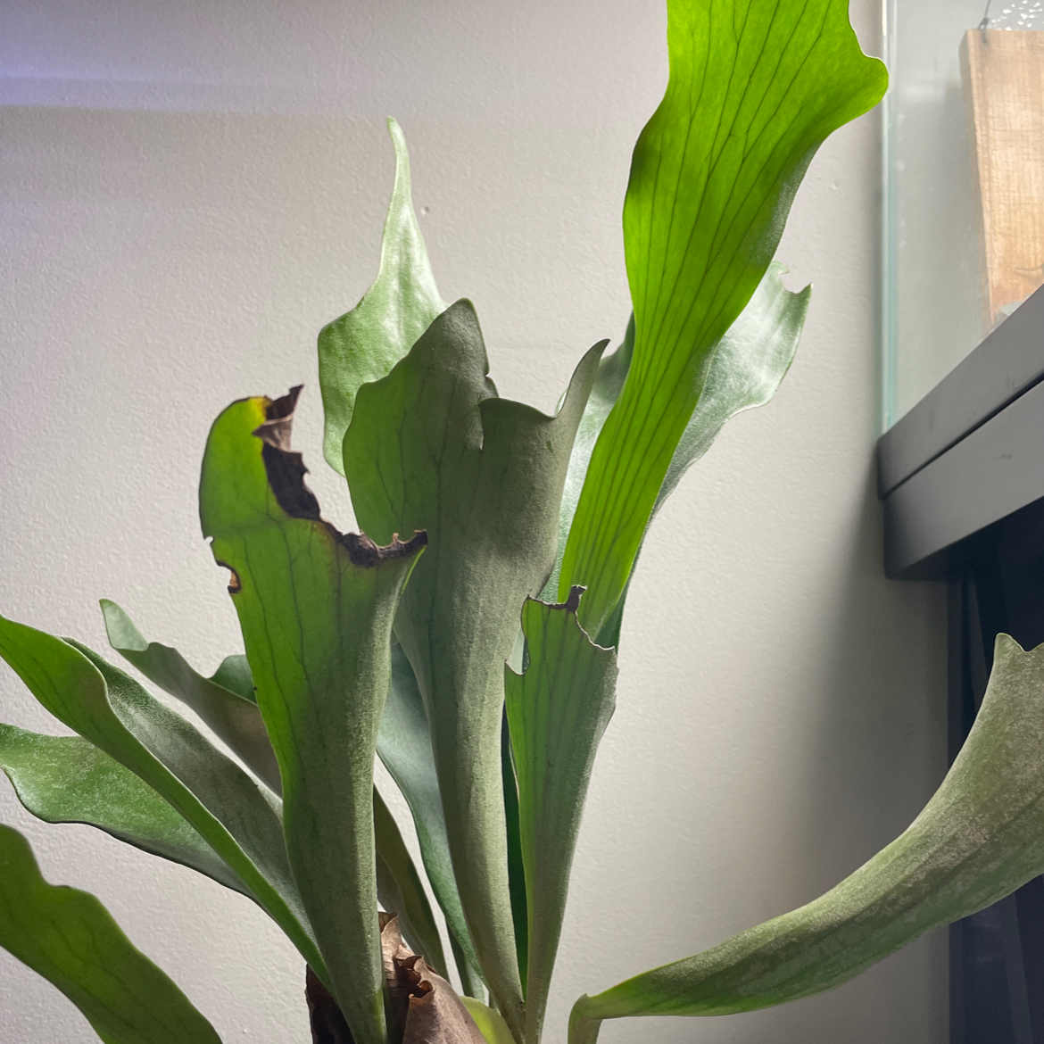 Elkhorn Fern plant photo by @sandstep named Stagwood on Greg, the plant care app.