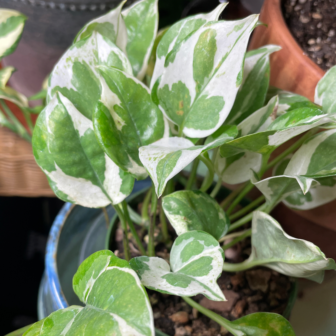 Photo of the plant species Pothos N' Joy by @sandstep named Delilah on Greg, the plant care app