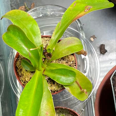 Photo of the plant species Nepenthes Mirabilis by @sandstep named Helen on Greg, the plant care app