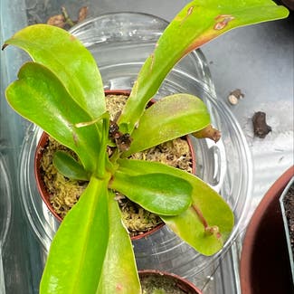 Common Swamp Pitcher-Plant plant in New Orleans, Louisiana
