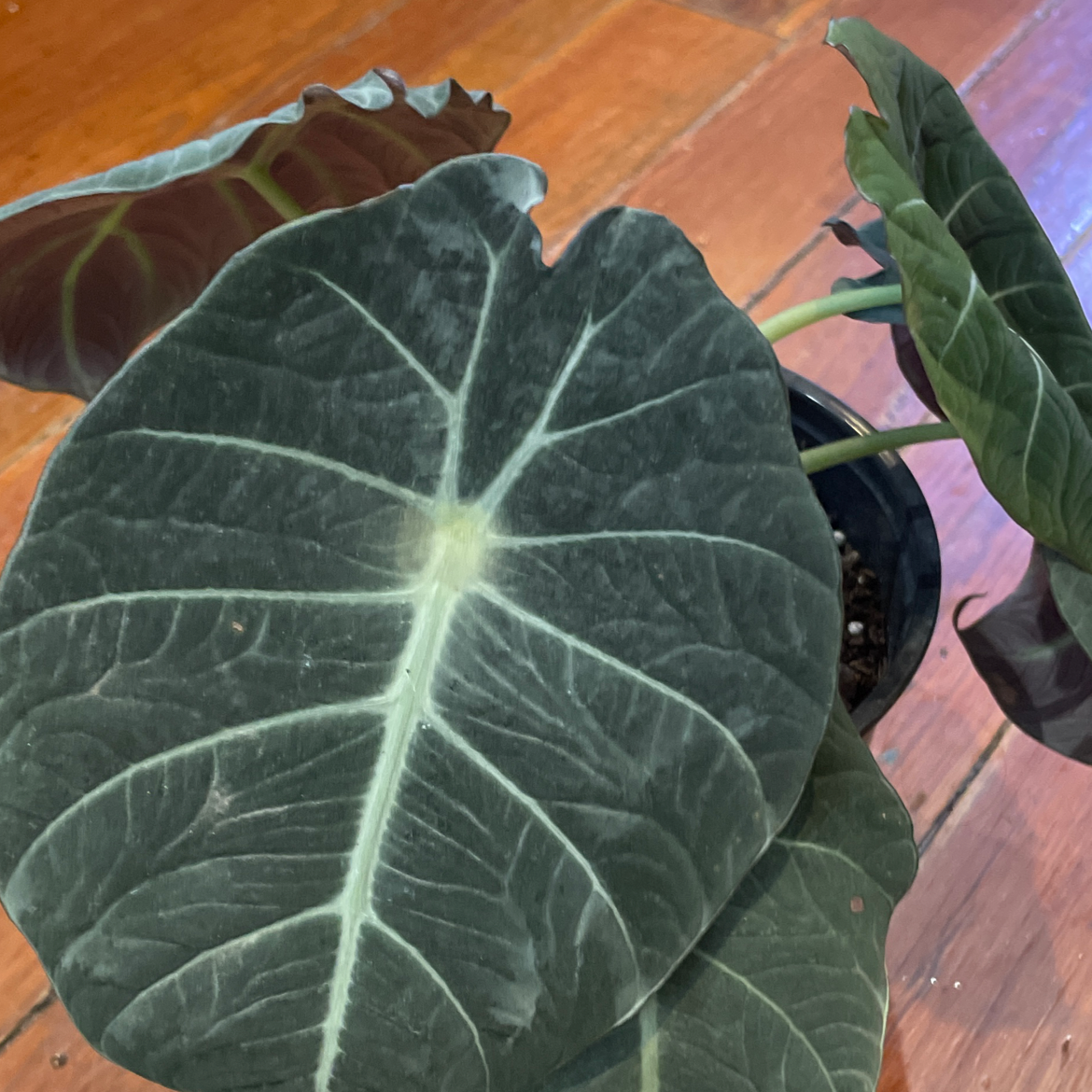 Black Velvet Alocasia plant with dark green leaves and white veins in a pot.