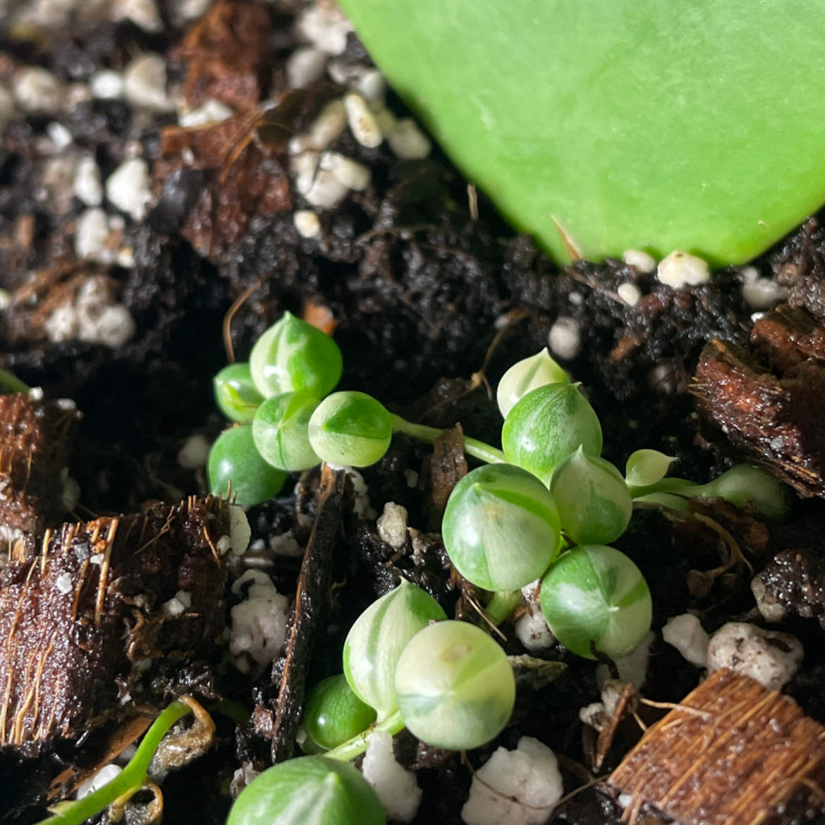 Close-up of a healthy Variegated String of Pearls plant with visible soil.