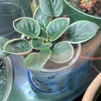 African Violet plant in New Orleans, Louisiana