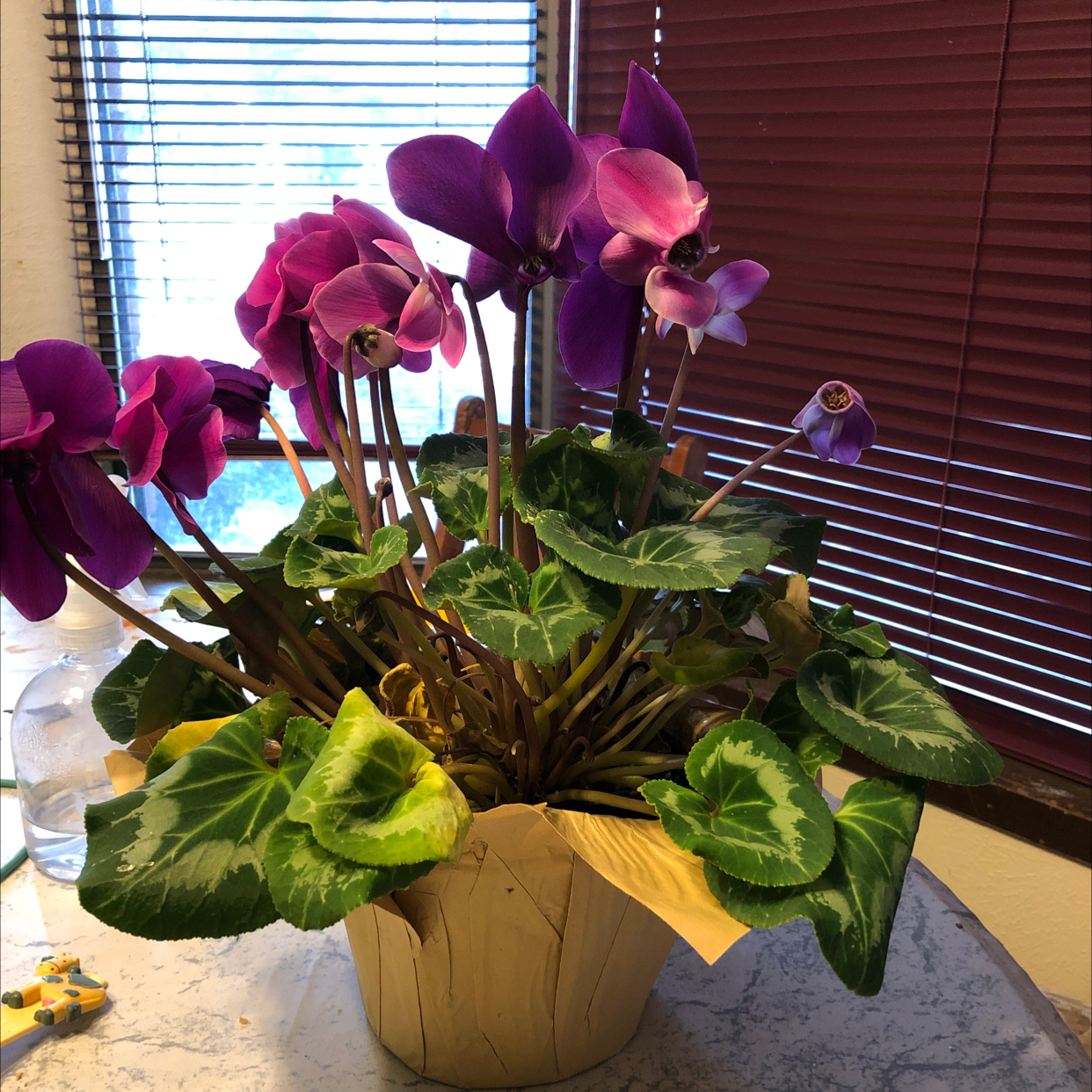 Persian Cyclamen plant photo by Vanessa named Sharice on Greg, the plant care app.