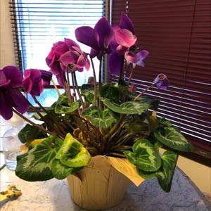Persian Cyclamen plant photo by Vanessa named Sharice on Greg, the plant care app.
