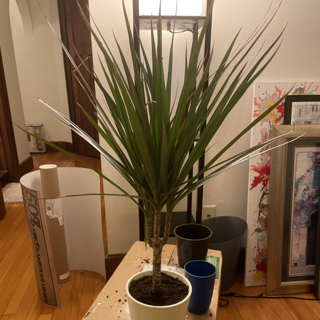 Potted Open Weave Dragon Tree with long, narrow leaves, healthy appearance.