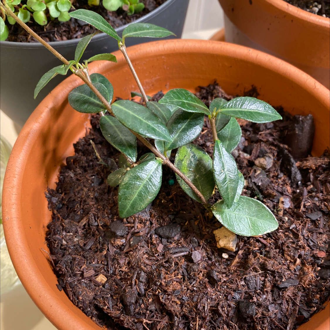 Asian Jasmine plant in a terracotta pot with healthy green leaves and visible soil.
