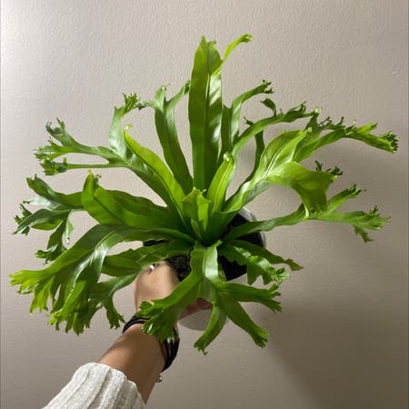 Photo of the plant species Fishtail fern by Anjela named Sisu on Greg, the plant care app