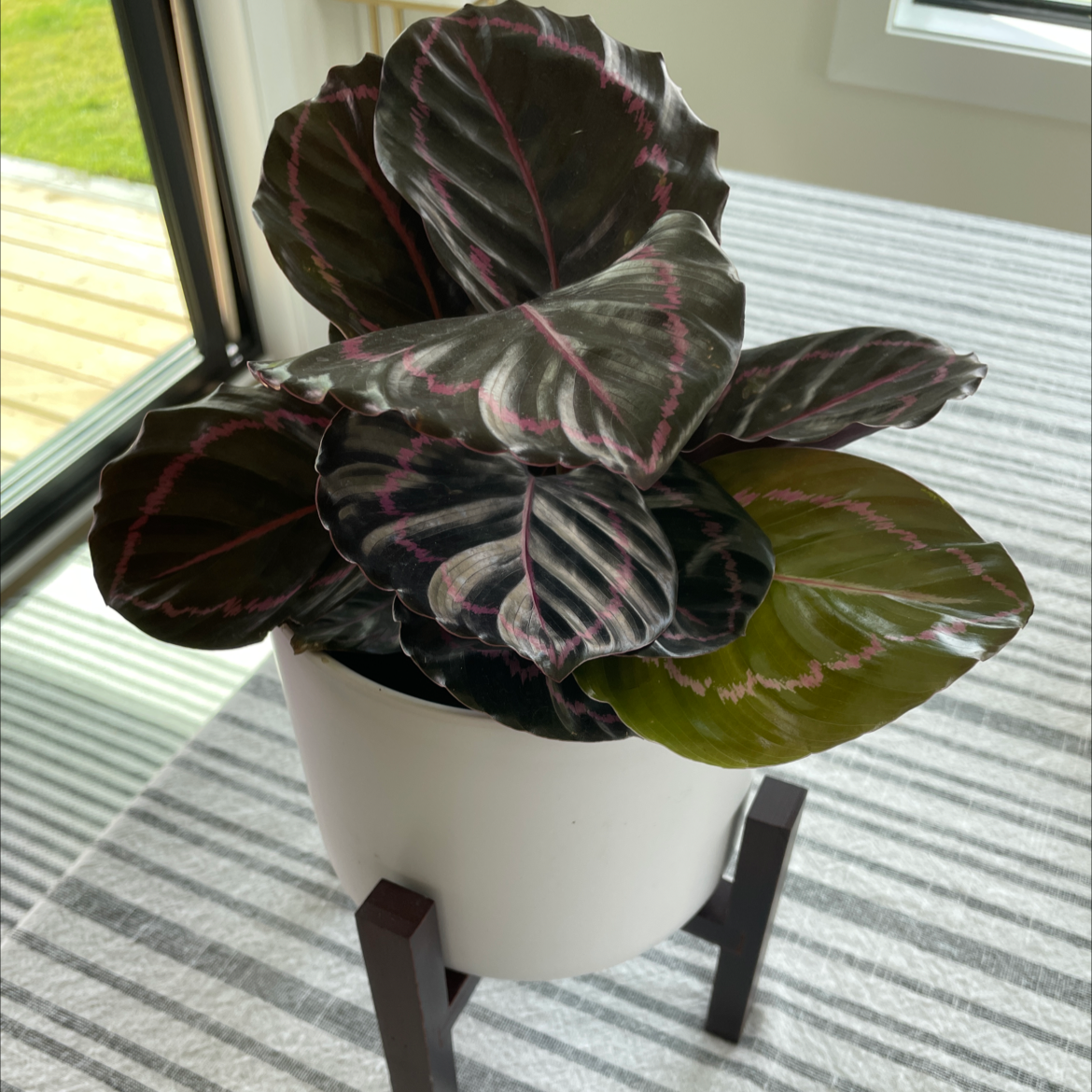 Prayer Plant Dottie in a white pot with dark green leaves and pink veins, one leaf slightly yellowed.
