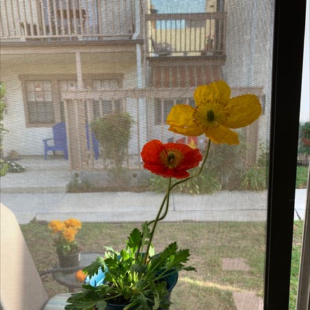 Photo of the plant species Iceland poppy by Svea named Ketchup on Greg, the plant care app